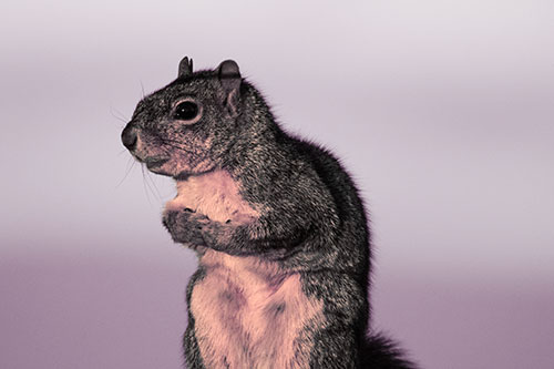Squirrel Holding Food Tightly Amongst Chest (Red Tint Photo)