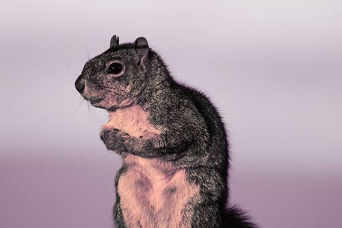 Squirrel Holding Food Tightly Amongst Chest (Red Tint)
