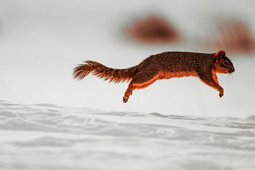 Squirrel Leap Flying Across Snow (Red Tint Photo)