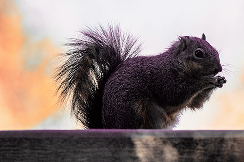Squirrel Nibbles Breakfast Atop Concrete Skatepark (Red Tint)