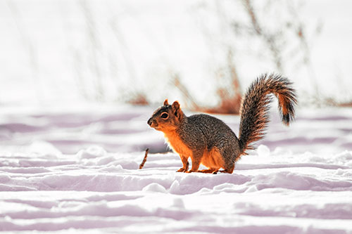 Squirrel Observing Snowy Terrain (Red Tint Photo)