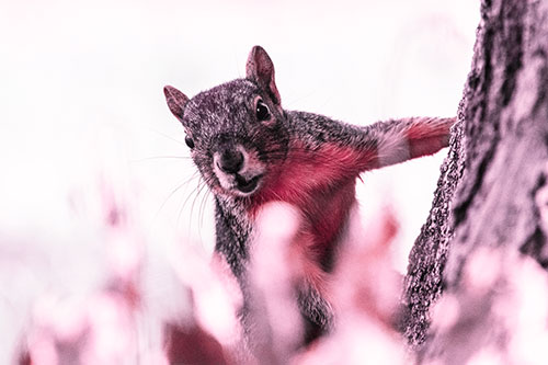 Squirrel Peeks Around Tree Base (Red Tint Photo)