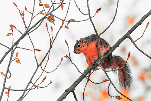 Squirrel Sits Among Sprouting Tree Branches (Red Tint)