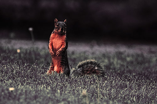 Squirrel Standing Atop Fresh Cut Grass On Hind Legs (Red Tint Photo)