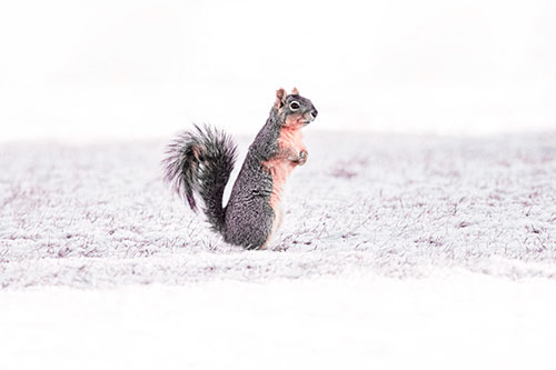 Squirrel Standing On Snowy Patch Of Grass (Red Tint Photo)