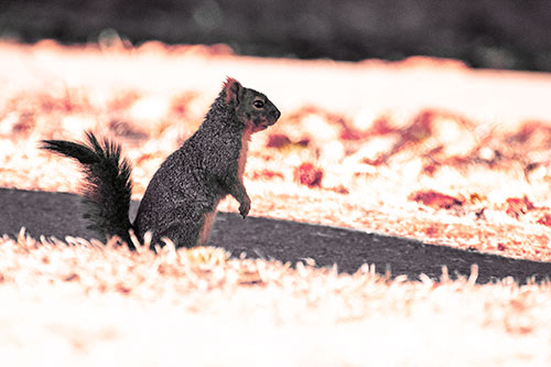 Squirrel Standing Upwards On Hind Legs (Red Tint Photo)