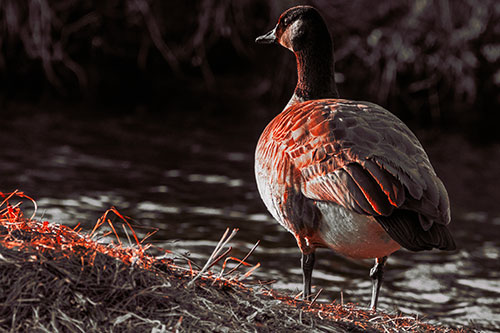 Standing Canadian Goose Looking Sideways Towards Sunlight (Red Tint Photo)