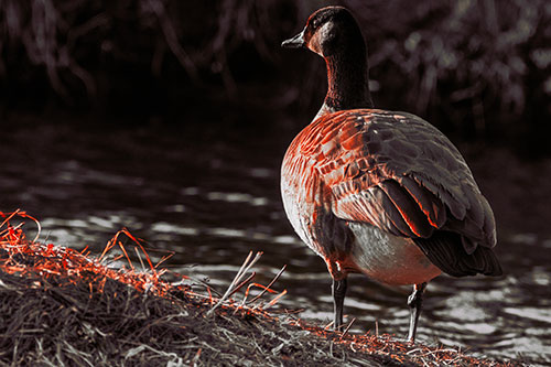Standing Canadian Goose Looking Sideways Towards Sunlight (Red Tint)