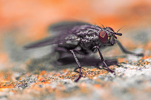 Standing Cluster Fly Getting Suntan Atop Rock (Red Tint)