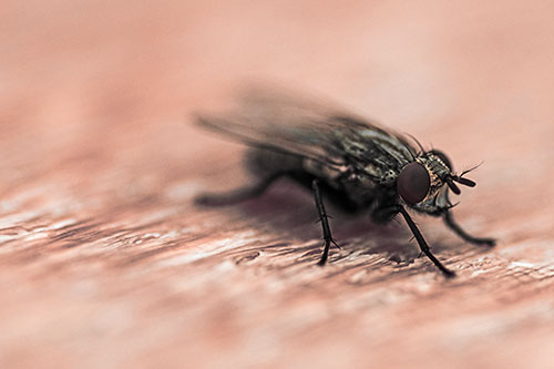 Standing Cluster Fly Resting Atop Wood (Red Tint)