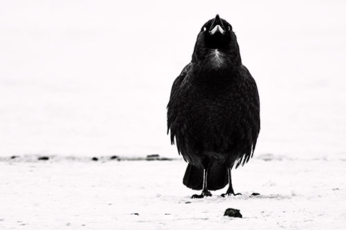 Standing Crow Cawing Loudly (Red Tint Photo)