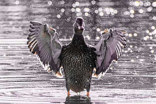 Standing Mallard Duck Flapping Wings Among Shore (Red Tint)