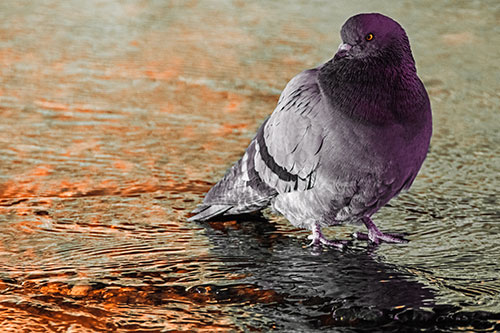 Standing Pigeon Gandering Atop River Water (Red Tint Photo)