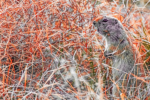 Standing Prairie Dog Snarls Towards Intruders (Red Tint)