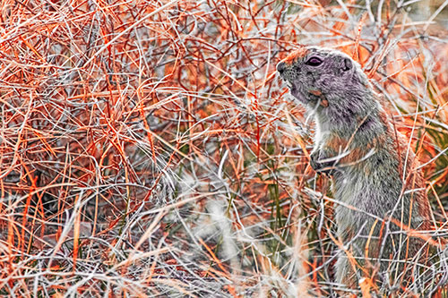 Standing Prairie Dog Snarls Towards Intruders (Red Tint Photo)