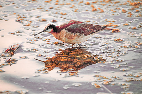 Standing Sandpiper Wading In Shallow Algae Filled Lake Water (Red Tint Photo)