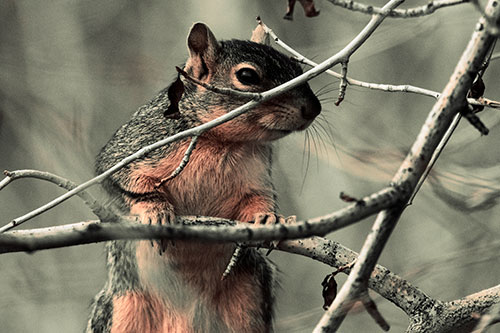 Standing Squirrel Peeking Over Tree Branch (Red Tint)