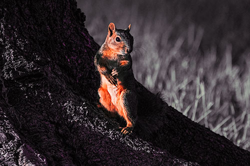 Standing Squirrel Poses Among Sloping Tree Stump (Red Tint)
