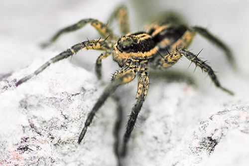 Standing Wolf Spider Guarding Rock Top (Red Tint Photo)
