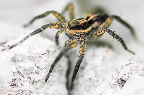 Standing Wolf Spider Guarding Rock Top (Red Tint)