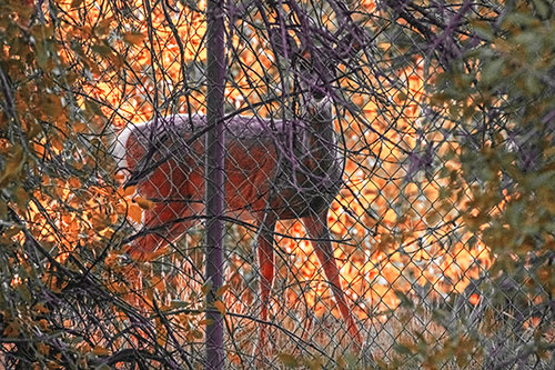 Startled White Tailed Deer Freezes Behind Chain Link Fence (Red Tint)