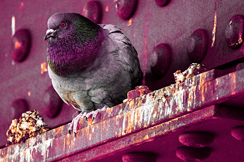 Steel Beam Perched Pigeon Keeping Watch (Red Tint Photo)