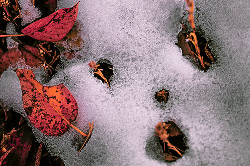 Stem Shocked Snow Face Among Fallen Leaves (Red Tint Photo)