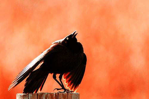 Stomping Grackle Croaking Atop Wooden Fence Post (Red Tint Photo)