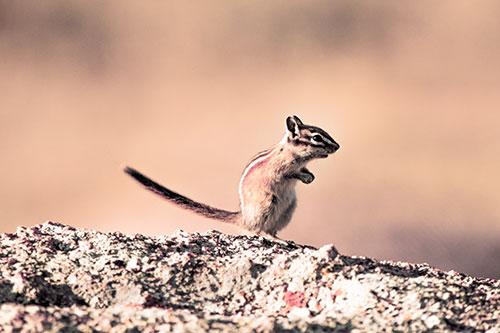 Straight Tailed Standing Chipmunk Clenching Paws (Red Tint Photo)
