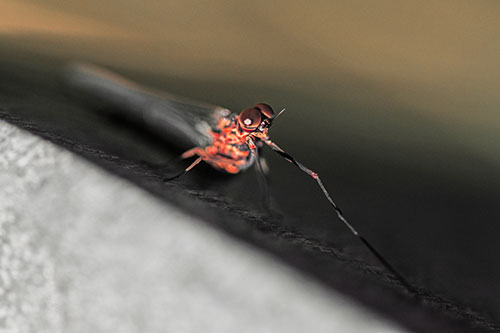 Stretching Mayfly Relaxing Among Shade (Red Tint)
