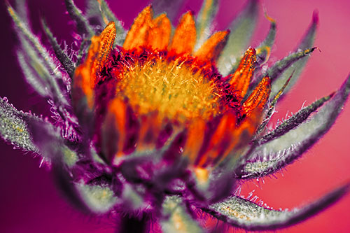 Sunflower Bud Unfurling Towards Sunlight (Red Tint Photo)