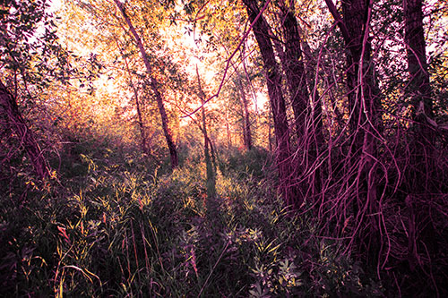 Sunlight Bursts Through Shaded Forest Trees (Red Tint Photo)