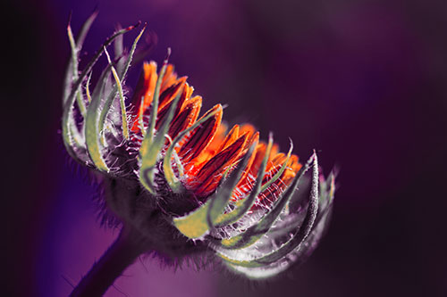 Sunlight Enters Spiky Unfurling Sunflower Bud (Red Tint Photo)