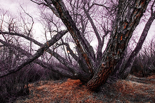 Sunlight Peeking Through Twisting Tree Trunks (Red Tint)