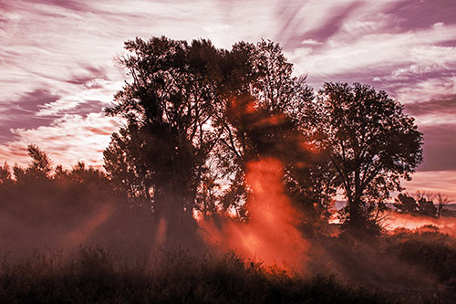 Sunlight Rays Burst Through Fog Surrounded Trees (Red Tint Photo)