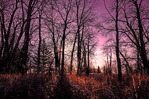 Sunrise Through Snow Covered Trees (Red Tint Photo)