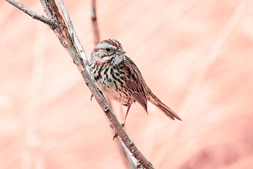 Surfing Song Sparrow Rides Tree Branch (Red Tint Photo)
