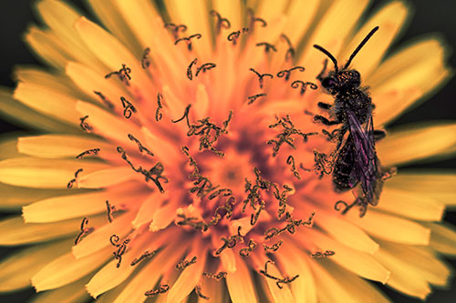Sweat Bee Collecting Dandelion Pollen (Red Tint Photo)