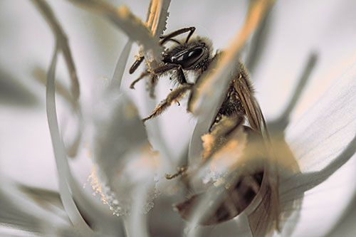 Sweat Bee Collecting Pollen Off Primrose Flower (Red Tint)
