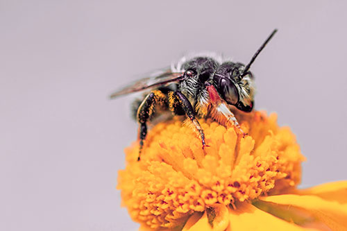 Sweat Bee Collecting Pollen Off Sneezeweed Flower (Red Tint)