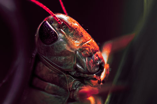 Sweaty Grasshopper Seeking Shade (Red Tint Photo)