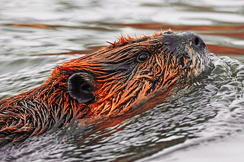 Swimming Beaver Keeping Head Above Water (Red Tint Photo)