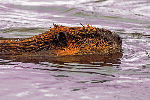 Swimming Beaver Patrols River Surroundings (Red Tint Photo)