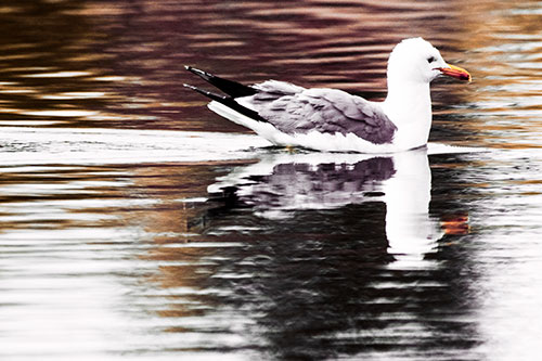 Swimming Seagull Lake Water Reflection (Red Tint Photo)