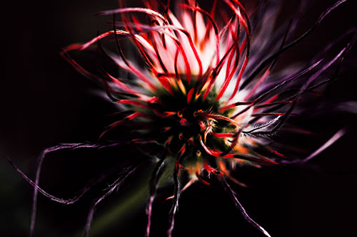 Swirling Pasque Flower Seed Head (Red Tint Photo)