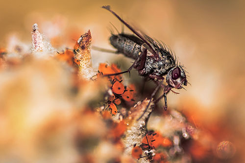 Tachinid Fly Terrorizing Aphids Among Milkweed Pod (Red Tint)