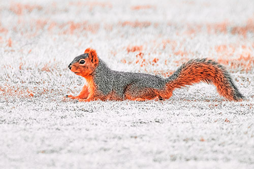Tail Wagging Squirrel Sitting Among Dead Grass (Red Tint)