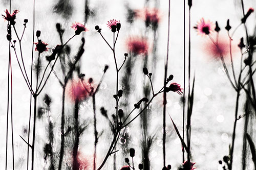 Tall Towering Stemmed Dandelion Flowers (Red Tint Photo)