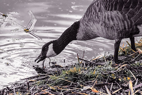 Thirsty Canadian Goose Drinking Water Along Shore (Red Tint)