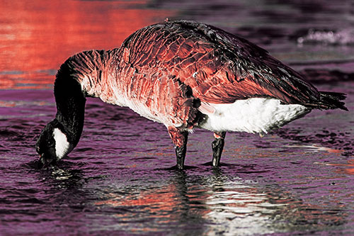 Thirsty Goose Drinking Ice River Water (Red Tint Photo)